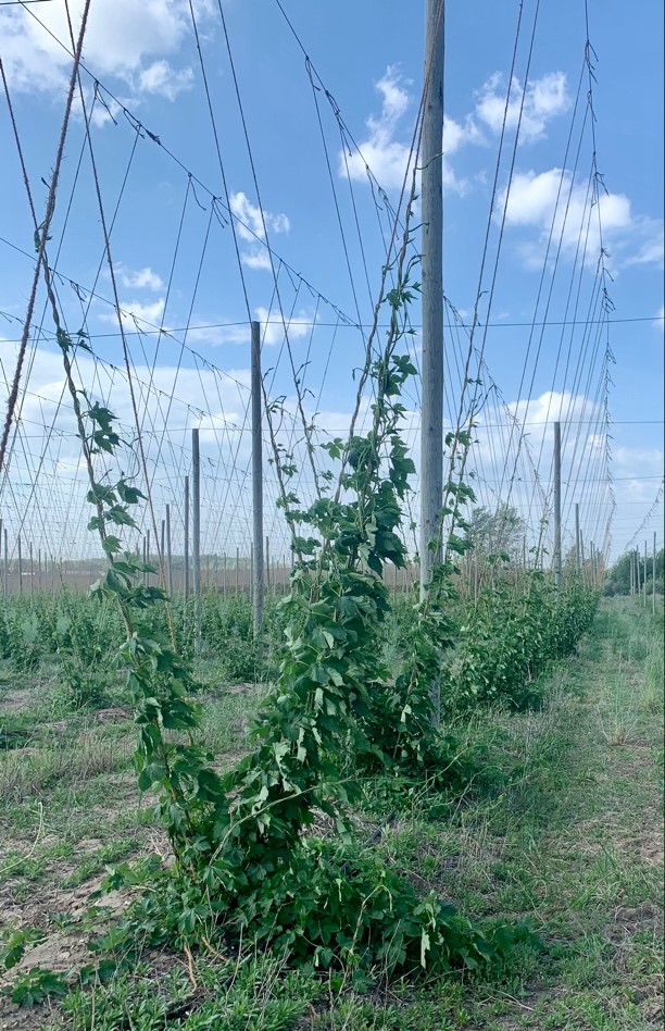 Hops